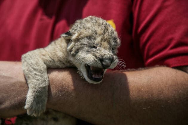 Entertainment Themen der Woche KW32 Entertainment Bilder des Tages One Day Old Lion At Nama Zoo In Gaza, Palestine An employee of the Nama zoo in Gaza City, holds a newborn lion cub on August 12, 2022. Gaza Palestine  Copyright: xMajdixFathix originalFilename: fathi-notitle220812_np1FP.jpg