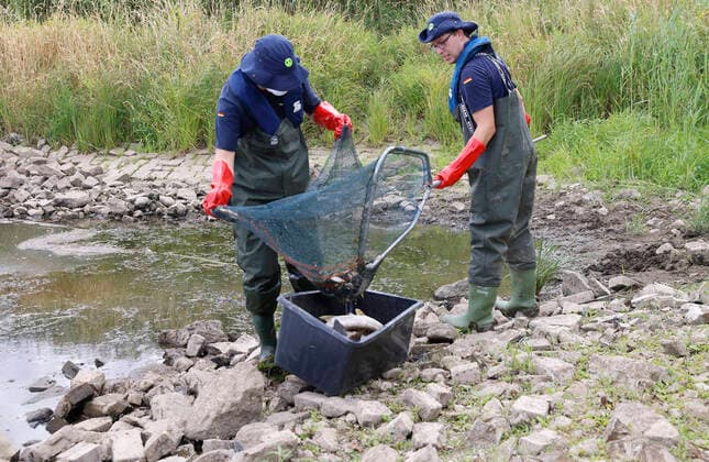 News Themen der Woche KW32 News Bilder des Tages Frankfurt (Oder), 12.08.2022 - Fischsterben in der Oder. In Frankfurt(Oder) auf dem Ziegenwerder keschert eine Guppe von 7 THW - Kameraden die toten Fische verschiedener Sorten ( Hechte, Zander, Bleie, Döbel Barsche, Karpfen, usw.) aus der Oder. Bis zum Nachmittag haben sie mehrere Tonnen toter Fische geborgen. Im Bild : schuetten Stefan Schneider (links) und Tom Richter die gekescherten Fische aus. Fischsterben in der Oder *** Frankfurt Oder , 12 08 2022 Fish kill in the Oder In Frankfurt Oder on the Ziegenwerder a group of 7 THW comrades keschert the dead fish of different varieties pike, pikeperch, lead, chub perch, carp, etc from the Oder Until the afternoon they have recovered several tons of dead fish In the picture Stefan Schneider
