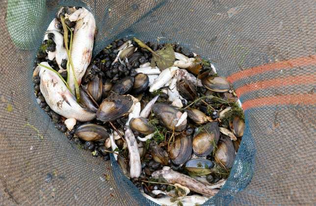 Frankfurt (Oder), 12.08.2022 - Fischsterben in der Oder. In Frankfurt(Oder) auf dem Ziegenwerder keschert eine Guppe von 7 THW - Kameraden die toten Fische verschiedener Sorten ( Hechte, Zander, Bleie, Döbel Barsche, Karpfen, Quappen usw.) aus der Oder. Bis zum Nachmittag haben sie mehrere Tonnen toter Fische geborgen. Im Bild : ein trauiriger Anblick Fischsterben in der Oder