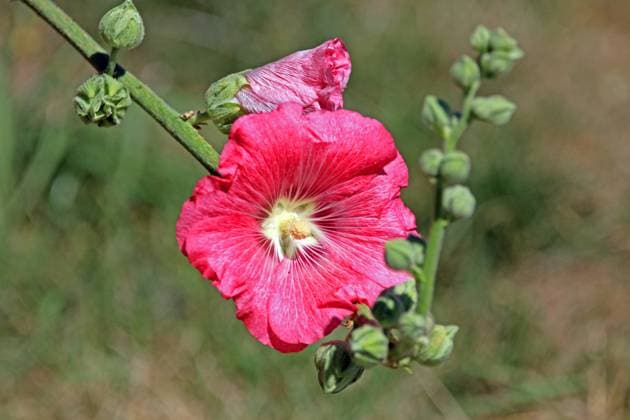 Zierblumen für den Garten Die gewöhnliche Stockrose in einer rötlichen Variante zur Blütezeit im Sommer *** Ornamental flowers for the garden The common hollyhock in a reddish variant at flowering time in summer