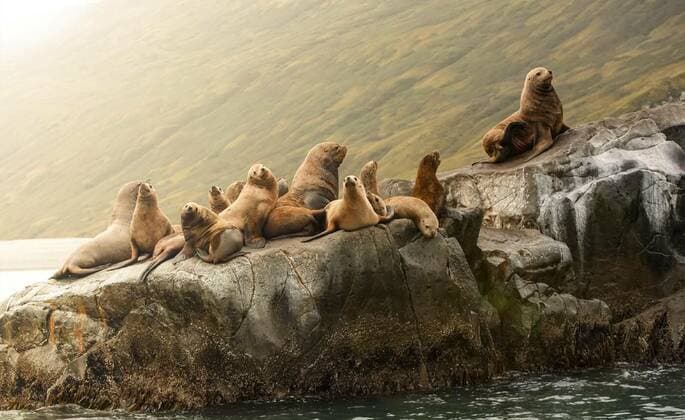  Rookery Steller sea lions. Island in Pacific Ocean near Kamchatka Peninsula., The Rookery Steller sea lions. Island in Pacific Ocean near Kamchatka Peninsula., 08.12.2020, Copyright: xbborrissx Panthermedia29086489.jpg