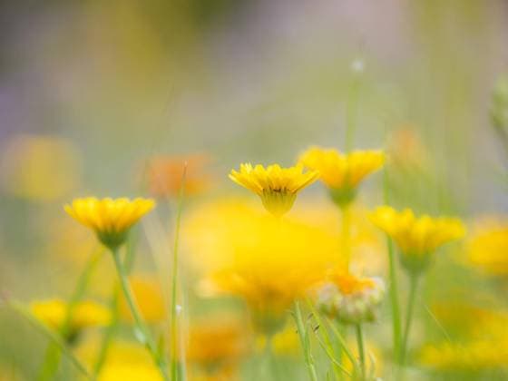  Ringelblume (Calendula officinalis), St. Georgen, Kärnten, Österreich, Europa *** Marigold Calendula officinalis , St George, Carinthia, Austria, Europe Copyright: imageBROKER/Karl-HeinzxSchein ibxksc08392982.jpg