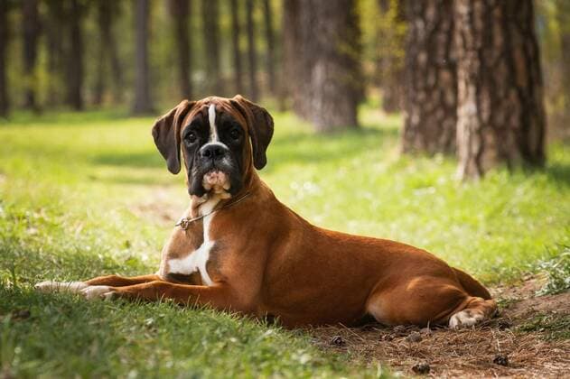  Puppy dog breed German boxer lies, German boxer puppy dog looks at you in surprise, 01.01.2021, Copyright: xkatamountx Panthermedia29217726.jpg