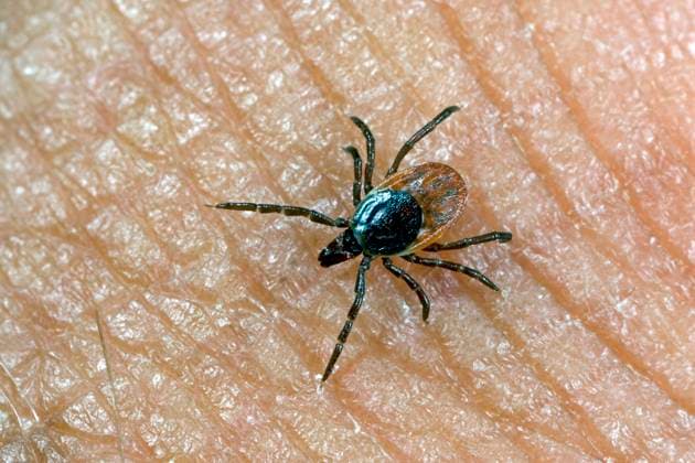 Zecke, Gemeiner Holzbock (Ixodes ricinus), Weibchen, Deutschland European castor bean tick, European sheep tick (Ixodes ricinus), female, Germany BLWS671523 *** Tick, Common Holzbock Ixodes Ricinus , Female, Germany European Castor Bean Tick, European Sheep Tick Ixodes Ricinus , female Germany BLWS671523 Copyright: xblickwinkel H.xBellmannx