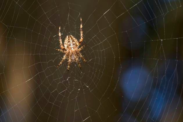 Gemeine Kreuzspinne, Gartenkreuzspinne, Garten-Kreuzspinne (Araneus diadematus), lauert in ihrem Netz, Deutschland cross orbweaver, European garden spider, cross spider (Araneus diadematus), lurking in its web, Germany BLWS671590 *** Common cross spider, garden spider, Garden Cross spider araneus diadematus , lurks in their Network, Germany Cross orbweaver, European Garden spiders, Cross Spider araneus diadematus , lurking in its web, Germany BLWS671590 Copyright: xblickwinkel F.xHeckerx
