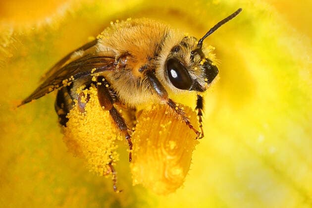 Squash Bee Pollinating The Flower Of A Butternut Squash Plant Squash bee (Peponapis pruinosa) pollinating the flower of a butternut squash plant in Toronto, Ontario, Canada, on August 16, 2022. Toronto Canada  Copyright: xCreativexTouchxImagingxLtdx originalFilename: friedman-squashbe220816_npRby.jpg
