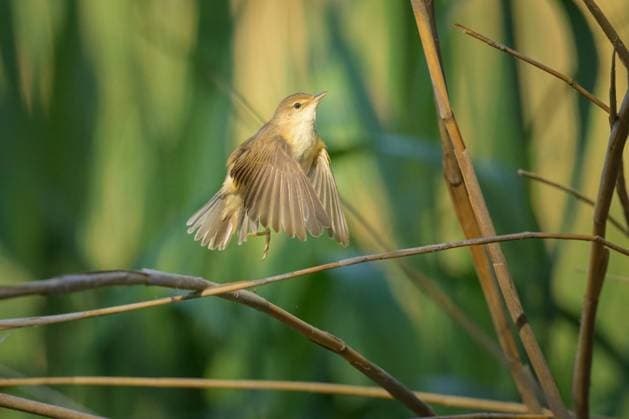 A Eurasian Reed Warbler taking off, sunny morning in springtime Donaustadt Austria