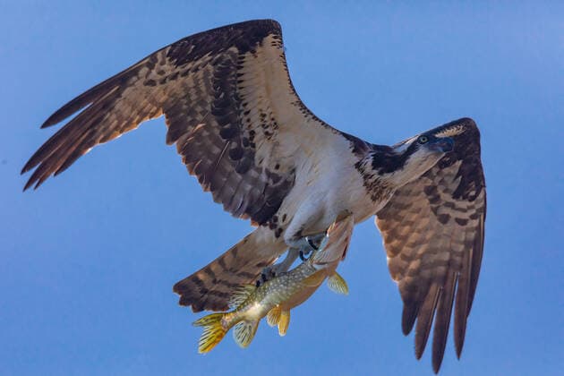 Creative Highlights World Fischadler, Fisch-Adler (Pandion haliaetus), im Flug mit erbeutetem Fisch, Kanada, Manitoba, Riding Mountain Nationalpark osprey, fish hawk (Pandion haliaetus), in floght with caught fish, Canada, Manitoba, Riding Mountain National Park BLWS671803 *** osprey, Fish Adler Pandion haliaetus , at Flight with erbeutetem Fish, Canada, Manitoba, Riding Mountain National Park osprey, Fish HAWK Pandion haliaetus , in flew With Caught fish, canada, Manitoba, Riding Mountain National Park BLWS671803 Copyright: xblickwinkel A.xTreptex