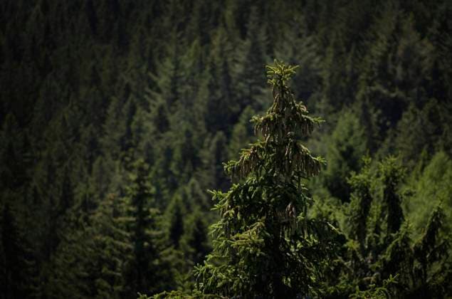  Baumwipfel, Fichte, Tanne, Ruhestein, Nationalpark Schwarzwald, Baden-Württemberg, Deutschland, Europa *** treetop, Spruce, Fir, hearthstone, National Park black forest, Bathing Wuerttemberg, Germany, Europe Copyright: imageBROKER/MichaelxWeber ibximw08448726.jpg