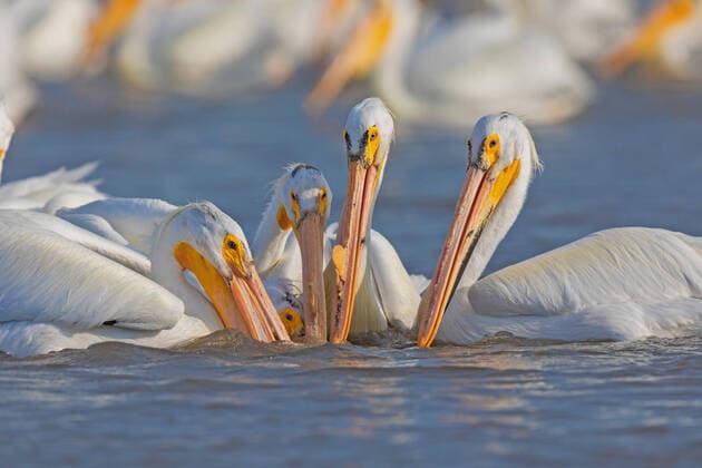 Creative Highlights World Nashornpelikan, Nashorn-Pelikan (Pelecanus erythrorhynchos), Gruppe beim Jagen, Kanada, Manitoba, Delta Beach American white pelican (Pelecanus erythrorhynchos), hunting group, Canada, Manitoba, Delta Beach BLWS671907 *** rhino pelican, Rhino Pelikan Pelecanus erythrorhynchos , Group at To hunt, Canada, Manitoba, Delta Beach American White Pelican Pelecanus erythrorhynchos , Hunting group, canada, Manitoba, Delta Beach BLWS671907 Copyright: xblickwinkel A.xTreptex