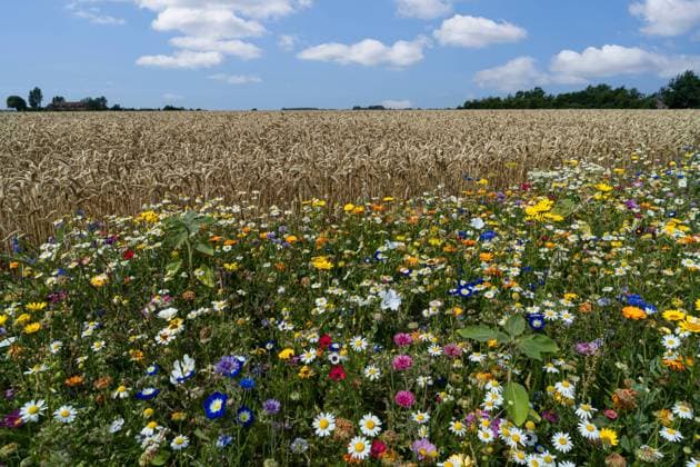 Landwirte sind auch Landschaftspfleger - bunter Blühstreifen mit vielen Wildblumen am Rande eines Weizenfeldes. Maßnahmen zur Verbesserung der Biodiversität und Pflanzenvielfalt im Ackerbau, Landwirte säen Wildblumenmischungen an Feldrändern und speziell dafür liegengelassenen Freiflächen aus. Landwirtschaftliches Symbolfoto. Region Weser-Ems Niedersachsen Deutschland *** Farmers are also landscape managers colorful flowering strips with many wildflowers on the edge of a wheat field Measures to improve biodiversity and plant diversity in arable farming, farmers sow wildflower mixtures on field edges and open spaces left specifically for this purpose Agricultural symbol photo Region Weser Ems Lower Saxony Germany