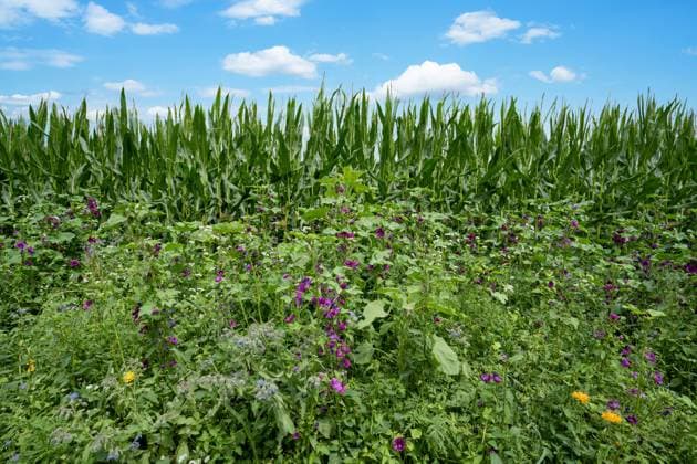 Insektenfreundliche Landwirtschaft - von Landwirten entlang eines Maisfeldes angesäter Blühstreifen mit Wildblumen. Maßnahmen zur Verbesserung der Biodiversität und Pflanzenvielfalt im Ackerbau, Landwirte säen Wildblumenmischungen an Feldrändern und speziell dafür liegengelassenen Freiflächen aus. Landwirtschaftliches Symbolfoto. Region Weser-Ems Niedersachsen Deutschland *** Insect-friendly agriculture by farmers along a maize field sown flower strips with wildflowers Measures to improve biodiversity and plant diversity in arable farming, farmers sow wildflower mixtures on field edges and open spaces left specifically for this purpose Agricultural symbol photo Region Weser Ems Lower Saxony Germany