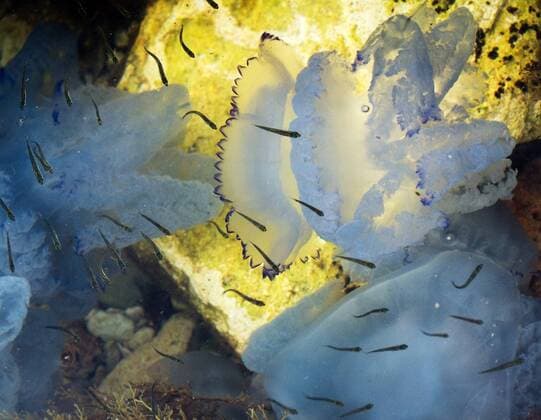 Creative Highlights World Tarkhankut Nature Park in Crimea 3155711 18.07.2017 Jelly-fish in the Black Sea on the Tarkhankut Cape in Crimea. Sergey Malgavko Sputnik Republic of Crimea Russia  Copyright: xSergeyxMalgavkox