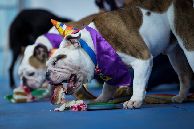 August 18, 2022, VANCOUVER, BC, CANADA: Dogs that take part in the SuperDogs performances eat specially-made birthday cake during a media preview for the Pacific National Exhibition, which runs from Aug. 20 to Sept. 5, in Vancouver, on Thursday, August 18, 2022. VANCOUVER CANADA  - ZUMAc35_ 20220818_zaf_c35_023 Copyright: xDarrylxDyckx