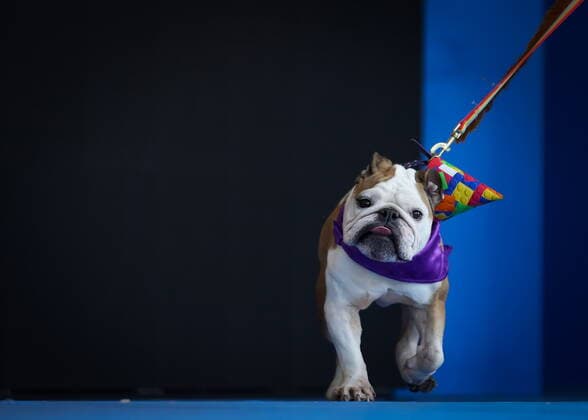 August 18, 2022, VANCOUVER, BC, CANADA: A dog that takes part in the SuperDogs performances walks on stage during a media preview for the Pacific National Exhibition, which runs from Aug. 20 to Sept. 5, in Vancouver, on Thursday, August 18, 2022. VANCOUVER CANADA  - ZUMAc35_ 20220818_zaf_c35_026 Copyright: xDarrylxDyckx