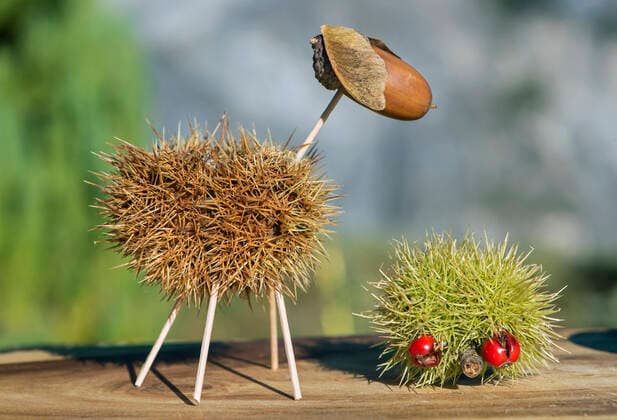 Sheep and hedgehook, funny animal figures made from chestnut shells and oak acorns in autumn time, Switzerland 61665_09_rm_msc_c4t0398_g