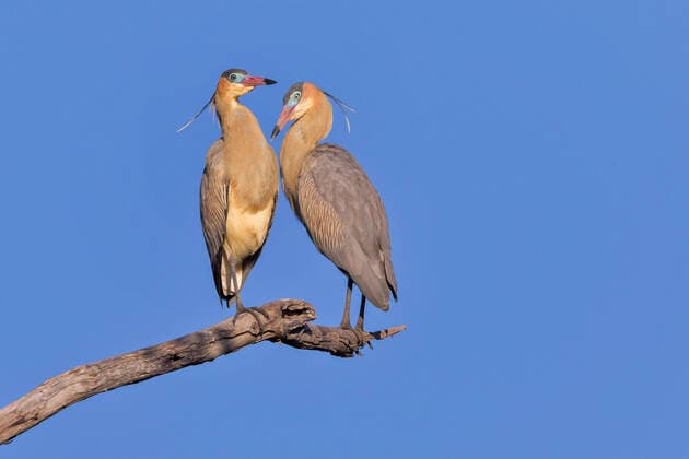 Creative Highlights World Pfeifreiher, Pfeif-Reiher (Syrigma sibilatrix), Paar sitzt auf enem Ast, Brasilien, Pantanal whistling heron (Syrigma sibilatrix), pair perched on a branch, Brazil, Pantanal BLWS671920 *** whistles, pfeif Herons Syrigma sibilatrix , pair sits at enem Branch, Brazil, Pantanal whistling Heron Syrigma sibilatrix , Pair Perched ON a branch, brazil, Pantanal BLWS671920 Copyright: xblickwinkel A.xTreptex