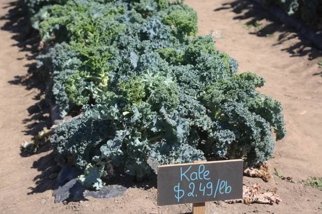 Agriculture In Canada Kale plants at a farm in Markham, Ontario, Canada, on August 13, 2022. Markham Canada  Copyright: xCreativexTouchxImagingxLtdx originalFilename: friedman-agricult220813_np0jH.jpg