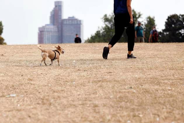 In Köln hat der trockene Hitze-Sommer besonders viele Grünanlagen verdorren lassen. Bäume verlieren bereits ihre Blätter im Sommer, Wiesenflächen sind ausgedorrt. Wegen der großflächigen Bodenversiegelung heizen sich Städte besonders auf im Sommer im Vergleich zu Waldgebieten. Im Bild die verdorrten Wiesen am Aachener Weiher. (Themenbild, Symbolbild) Köln, 18.08.2022 NRW Deutschland *** In Cologne, the dry heat summer has particularly many green spaces wither trees already lose their leaves in the summer, meadow areas are withered Because of the large-scale soil sealing cities heat up particularly in the summer compared to forest areas In the picture the withered meadows at the Aachener Weiher Topic image, symbol image Cologne, 18 Copyright: xChristophxHardtx