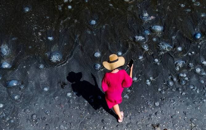 Bilder des Jahres 2022, News 08 August News Themen der Woche KW33 News Bilder des Tages Russia Jellyfish 8256269 20.08.2022 Jellyfish swarm the waters of the Azov Sea in Crimea, Russia. Vitaly Timkiv Sputnik Russia  Copyright: xVitalyxTimkivx