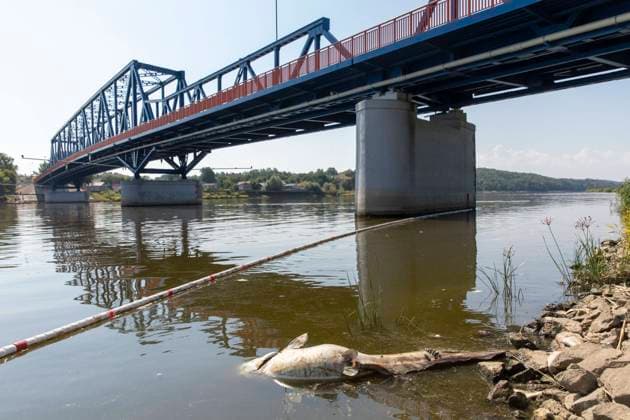 Deutschland, Uckermark, Schwedt Oder, Fischsterben in der Oder, Toter Wels, 16.08.2022