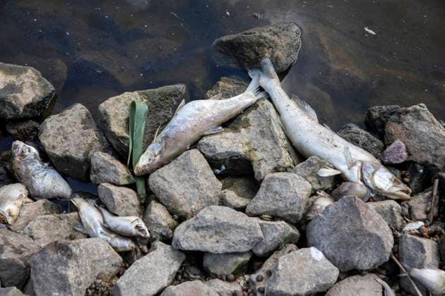Deutschland, Uckermark, Schwedt Oder, Fischsterben in der Oder, Tote Zander, 16.08.2022