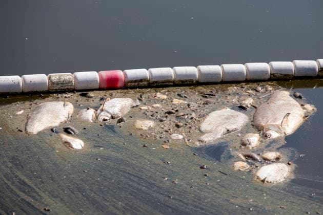 Deutschland, Uckermark, Schwedt Oder, Fischsterben in der Oder, Tote Fische, 16.08.2022