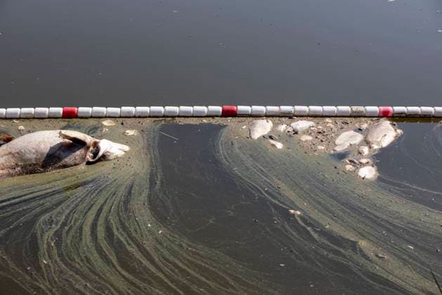 Deutschland, Uckermark, Schwedt Oder, Fischsterben in der Oder, Tote Fische, 16.08.2022