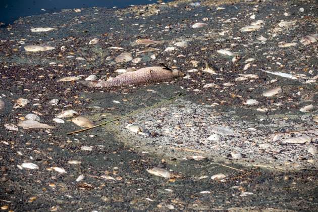 Deutschland, Uckermark, Schwedt Oder, Fischsterben in der Oder, Tote Fische, 16.08.2022