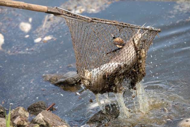 Deutschland, Uckermark, Schwedt Oder, Fischsterben in der Oder, Fischer Helmut Zahn holt Tote Fische aus der Oder, 16.08.2022