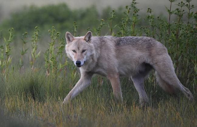A wild wolf (Canis lupus) in the wild of the border between Finland and Russia in Kuhmo, Northern Finland August 16, 2022. Kuhmo Finland  Copyright: xJussixNukarix LKLAPJ20220816205148H091