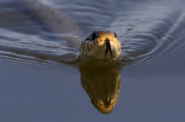 Creative Highlights World Natur, Tiere, Schlange im Wasser, *** Nature, animals, snake in water,