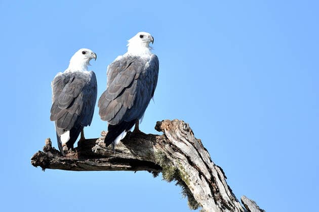 Wildlife Attractions In Sri Lanka - Yala National Park White Bellied Fish Eagles sit on tree branch at Yala National park, about 250 kilometers (156 miles) south of Colombo, Sri Lanka, on August 22, 2022. Kataragama Sri Lanka  Copyright: xSankaxVidanagamax originalFilename: vidanagama-notitle220822_npqkF.jpg