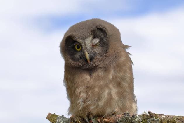  Raufußkauz (Aegolius funereus), Jungvogel sitzt auf einem Ast und zwinkert mit einem Auge, Tierportrait, Rothaargebirge, Rothaarsteig, Nordrhein-Westfalen, Deutschland, Europa *** Tengmalm s Owl Aegolius funereus , Young bird sits at a Ast and winks with a Eye, animal portrait, red hair mountains, Rothaarsteig, North Rhine Westphalia, Germany, Europe Copyright: imageBROKER/BurkhardxSauskojus ibxbsa08460592.jpg