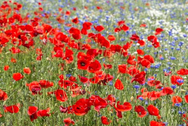 Feld mit Klatschmohn (Papaver rhoeas), Kamille (Matricaria chamomilla L.) und Kornblumen (Centaurea cyanus), Mecklenburg-Vorpommern, Deutschland, Europa *** Field with Corn poppy Papaver rhoeas , Chamomile Matricaria Chamomilla l and Cornflowers Centaurea cyanus , Mecklenburg Western Pomerania, Germany, Europe Copyright: imageBROKER/HelmutxMeyerxzurxCapellen ibxmzc08470711.jpg