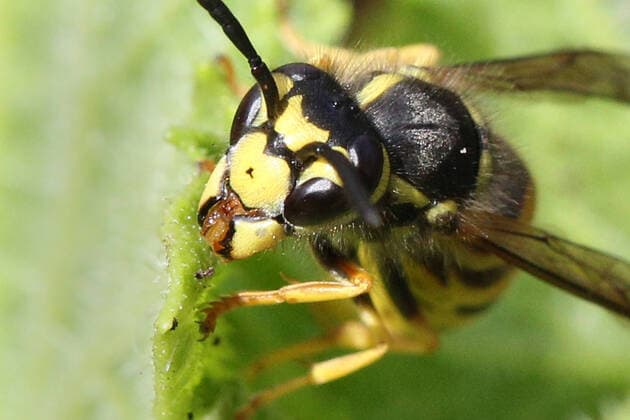 Eastern Yellowjacket Wasp Eastern Yellowjacket Wasp (Vespula maculifrons) in Toronto, Ontario, Canada, on August 21, 2022. Toronto Ontario Canada  Copyright: xCreativexTouchxImagingxLtdx originalFilename: friedman-easterny220821_npQFg.jpg