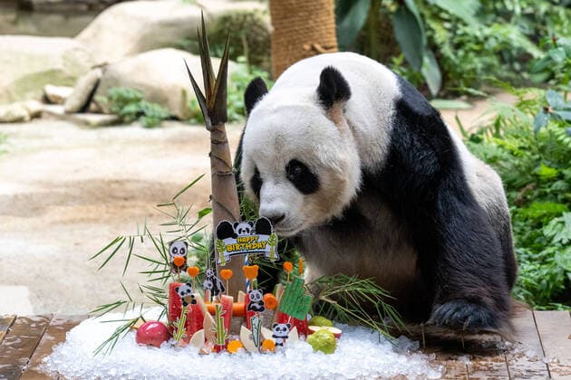 Entertainment Themen der Woche KW34 Entertainment Bilder des Tages (220823) -- KUALA LUMPUR, Aug. 23, 2022 -- Giant panda Xing Xing enjoys his birthday treats at Zoo Negara near Kuala Lumpur, Malaysia, Aug. 23, 2022. Giant pandas Xing Xing and Liang Liang celebrated their 16th birthday at Zoo Negara near Malaysia s capital Kuala Lumpur on Tuesday. Xing Xing and Liang Liang, arrived in Malaysia in 2014, have given birth to three giant panda cubs. ) MALAYSIA-GIANT PANDAS-16TH BIRTHDAY-CELEBRATION ZhuxWei 
