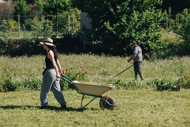Farmer pulling wheelbarrow with colleague working at field on sunny day model released, Symbolfoto, MRRF02292