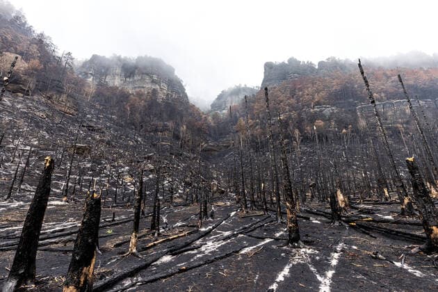 Bilder des Jahres 2022, News 08 August News Themen der Woche KW34 News Bilder des Tages Charred trees in the burnt forests after a fire in the Ceske Svycarsko (Czech Switzerland) National Park, Czech Republic, August 23, 2022. (CTKxPhoto VojtechxHajek) CTKPhotoP2022082304877  HAJ 30