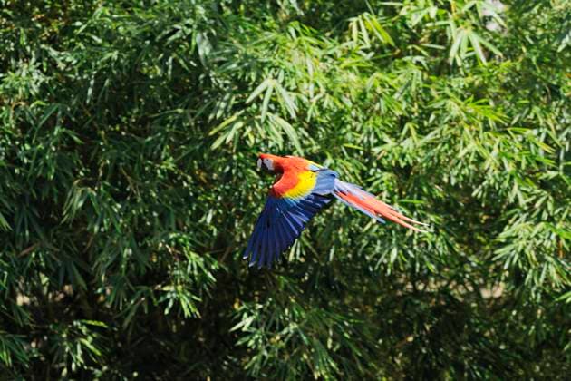 Scarlet macaw (Ara macao) in flight, RUEF03731