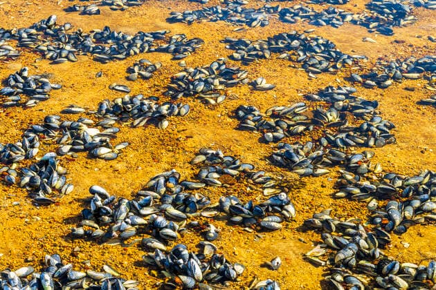 Norway, Nordland, Seashells lying along brown shore, STSF03338