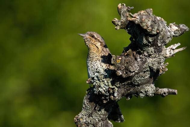 Eurasian wryneck hiding behind a stump in summer nature., Eurasian wryneck, jynx torquilla, hiding behind a stump in summer nature. Bird with mimicry camouflage sitting on a tree illuminated by sun. Animal wildlife with green background., 17.03.2021, Copyright: xWildMediax Panthermedia29709805.jpg