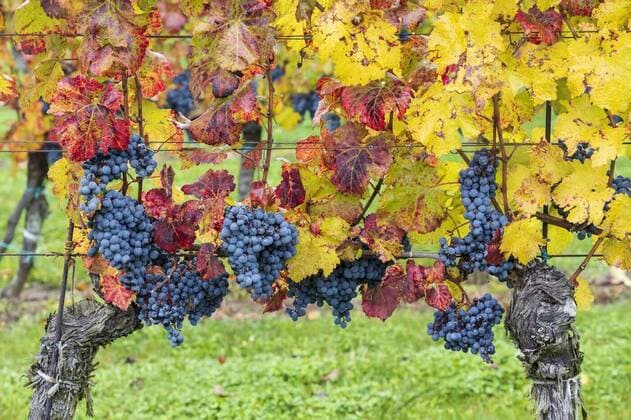  Blue grapes Cabernet Moravia in autumn vineyard, Southern Moravia, Czech Republic, Blue grapes Cabernet Moravia in autumn vineyard, Southern Moravia, Czech Republic, 07.04.2021, Copyright: xphbczx Panthermedia29768095.jpg