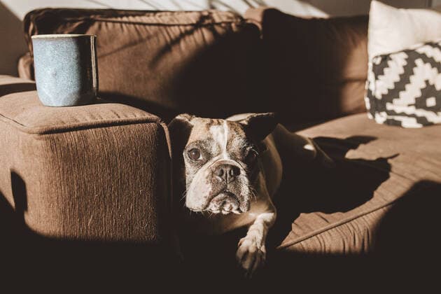 IMAGO Creative: Herbst, Gemütliches Zuhause Dog lying on couch in a cozy living room at home, Model released LeireUnzueta_MaiderSierra_08 Copyright: xLeirexUnzuetax MR