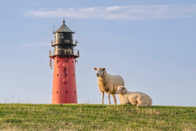 Germany, Schleswig-Holstein, Pellworm, Two sheep in front of Pellworm Lighthouse, KEBF02373