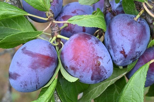  Zwetschge (Prunus domestica subsp. domestica), Unterfranken, Bayern, Deutschland, Europa *** Plum Prunus domestica subsp domestica , Lower Franconia, Bavaria, Germany, Europe Copyright: imageBROKER/OtmarxDiez ibxodi08484761.jpg
