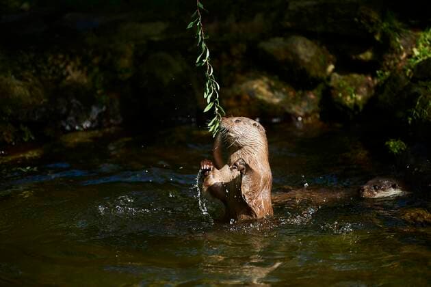 Fischotter (Lutra lutra), spielend im Wasser, Bayern, Deutschland, Europa *** Otters Lutra Lutra , playing at Water, Bavaria, Germany, Europe Copyright: imageBROKER Davidx&xMichaxSheldon ibxshe08487493.jpg
