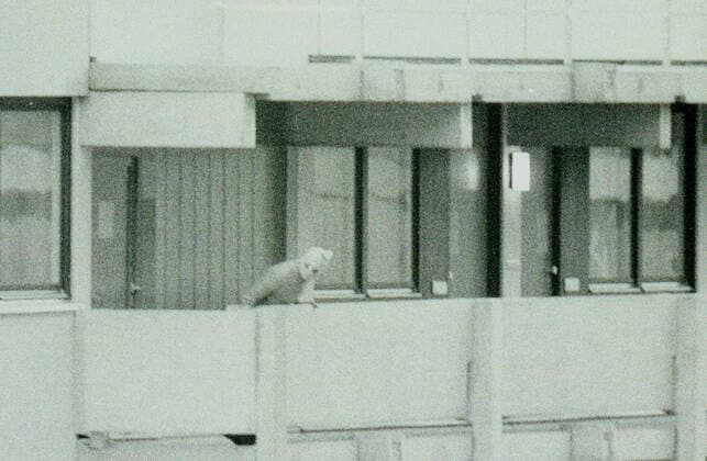 Olympia Attentat 1972 bei den Olympischen Spielen in München Ein Terrorist auf dem Balkon in der Connollystrasse 31, München Bayern Deutschland Olympisches Dorf *** Olympic assassination 1972 at the Olympic Games in Munich A terrorist on the balcony at Connollystrasse 31, Munich Bavaria Germany Olympic Village