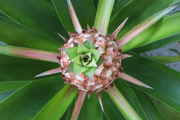  Top view of a pineapple fruit on a plant, Top view of a pineapple fruit on a plant., 30.07.2021, Copyright: xakchamczukx Panthermedia30579963.jpg