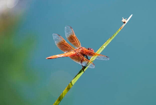 Bilder des Jahres 2022, Entertainment 08 August Entertainment Themen der Woche KW34 News Bilder des Tages August 28, 2022, Albuquerque, New Mexico, USA: JOURNAL.A rare orange dragonfly sunbaths on a tall grass at Bob Gerding Catch and Release Pond. Photographed on Sunday August 28, 2022. JOURNAL Albuquerque USA - ZUMAab1_ 20220828_zaf_ab1_003 Copyright: xAdolphexPierre-Louisx